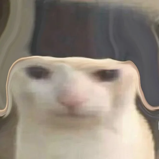 prostokotnykotek69 17