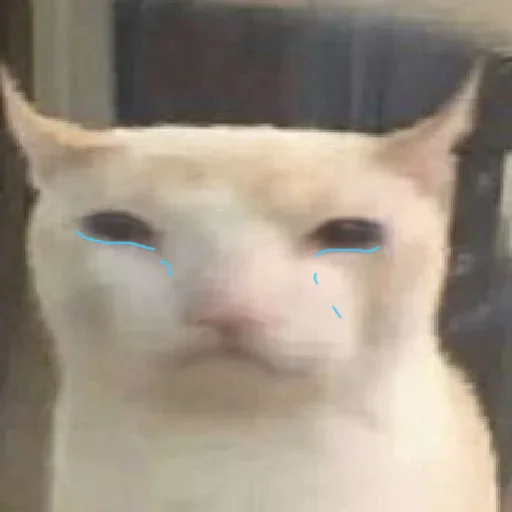 prostokotnykotek69 22