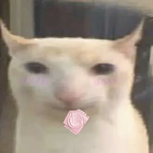 prostokotnykotek69 24