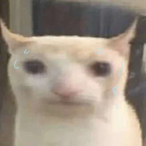 prostokotnykotek69 25