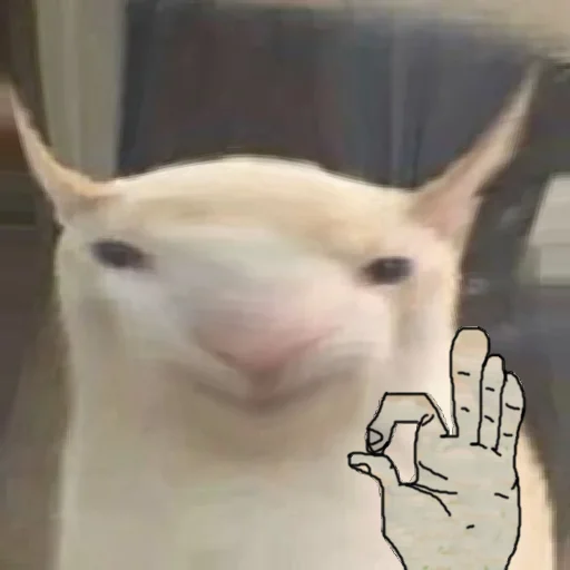 prostokotnykotek69 26