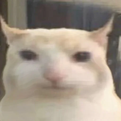 prostokotnykotek69 28