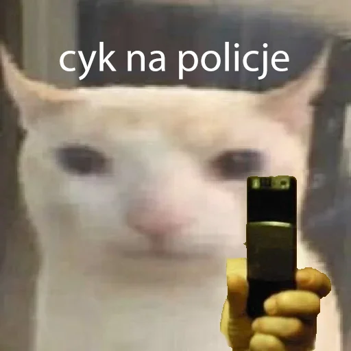 prostokotnykotek69 30