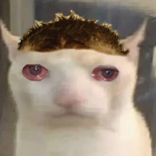 prostokotnykotek69 33