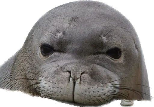 MonachusSeal 1