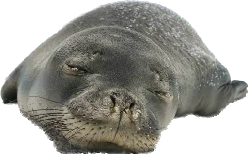 MonachusSeal 2