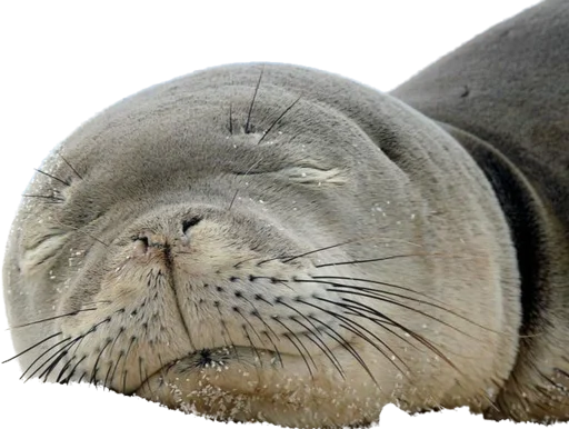 MonachusSeal 3