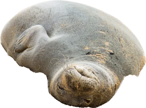 MonachusSeal 4