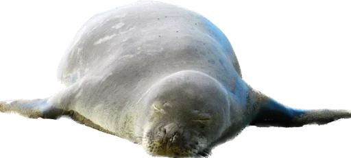 MonachusSeal 5