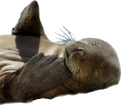 MonachusSeal 6