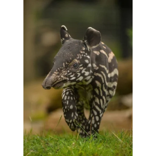 Tapir_i 1