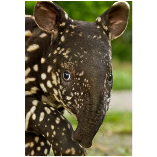 Tapir_i 2