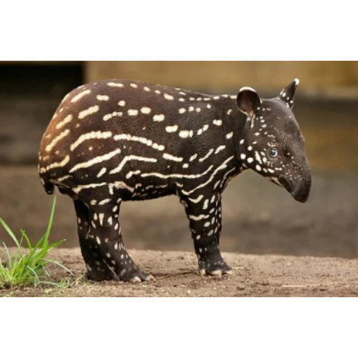 Tapir_i 3