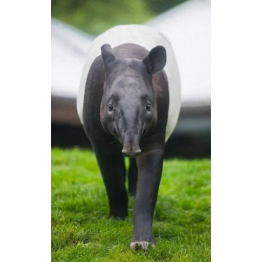 Tapir_i 4