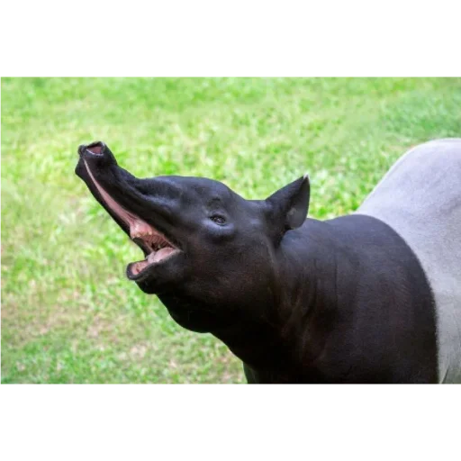 Tapir_i 5