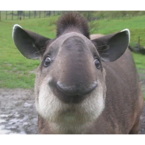 Tapir_i 6