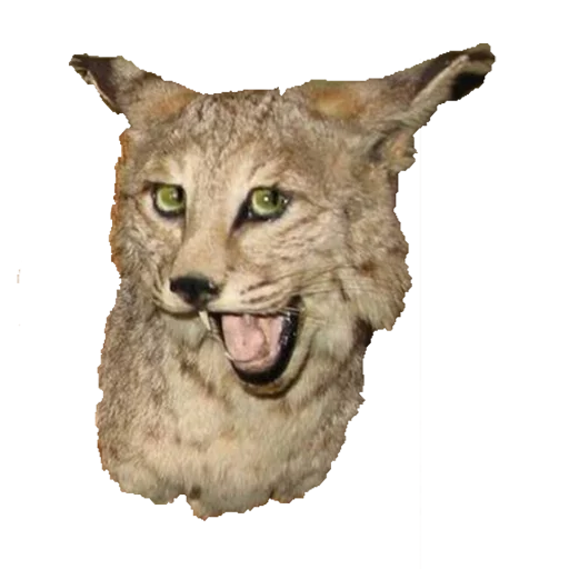 TaxiderpyGx2 5