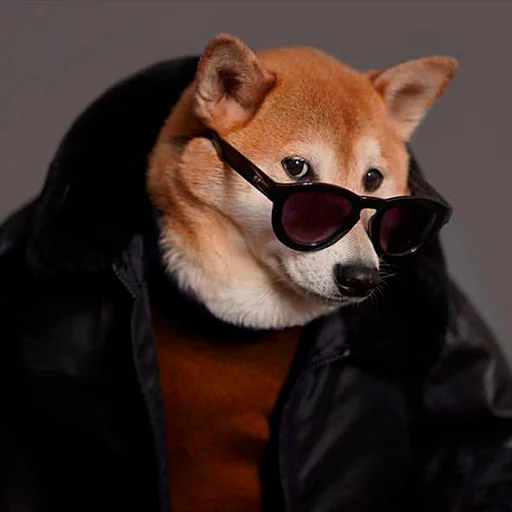 shiba_supra 4