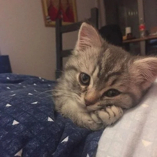 Bruhhusethiscatsforurmoods 1