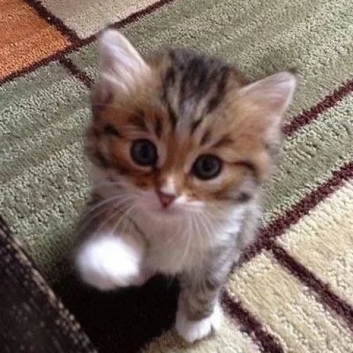 Bruhhusethiscatsforurmoods 2
