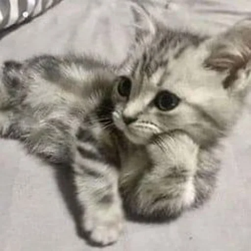 Bruhhusethiscatsforurmoods 3