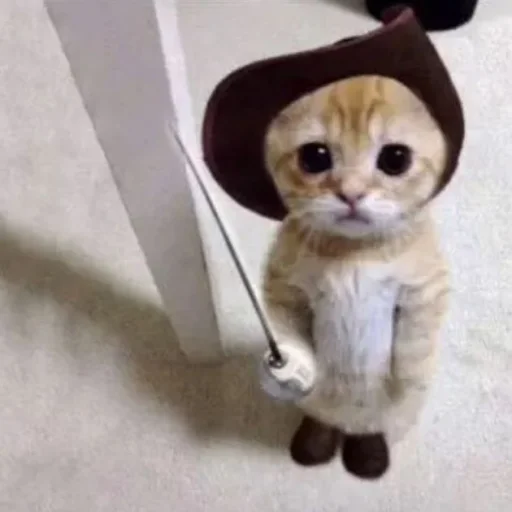 Bruhhusethiscatsforurmoods 4