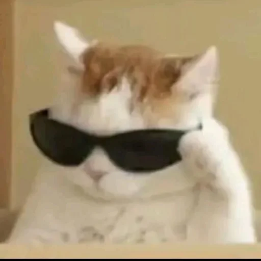 Bruhhusethiscatsforurmoods 5