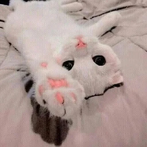 Bruhhusethiscatsforurmoods 6