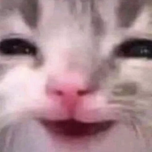 Cats_Stickers1 1
