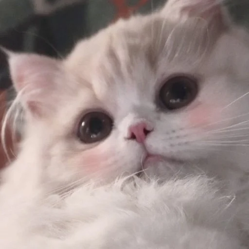 Cats_Stickers1 2