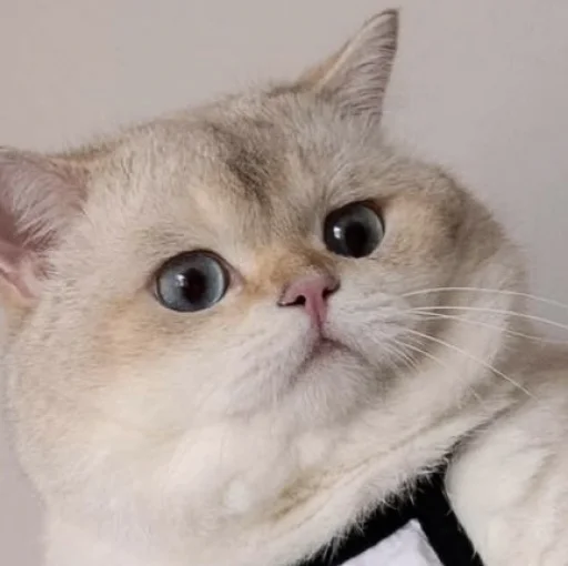 Cats_Stickers1 4