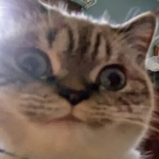 Cats_Stickers1 5