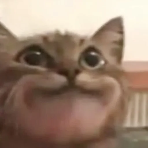 Cats_Stickers1 6