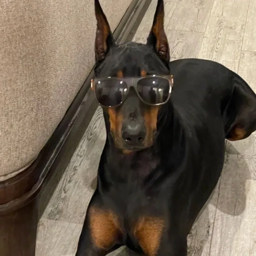 Doberman801 6