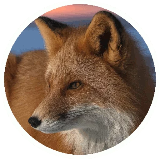 Foxes_stickers 1