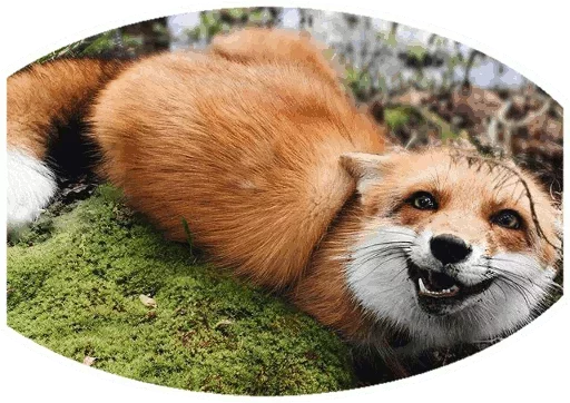 Foxes_stickers 4