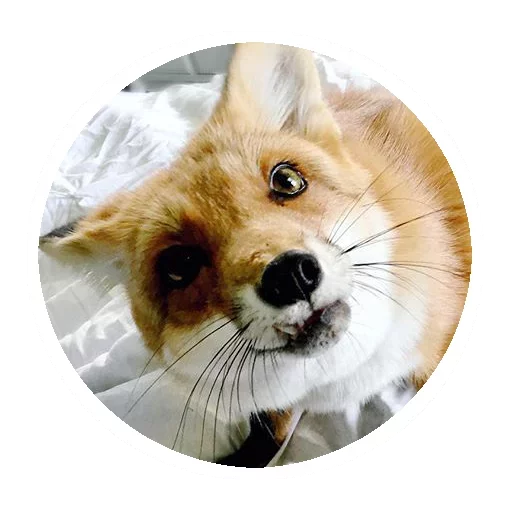 Foxes_stickers 5