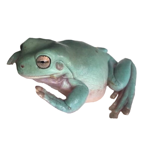 Frogandfrogs 1
