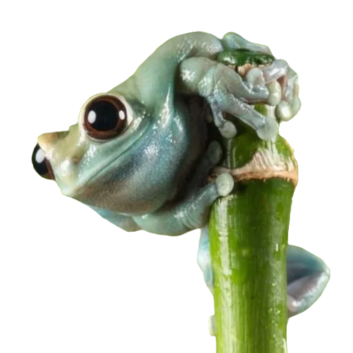 Frogandfrogs 2