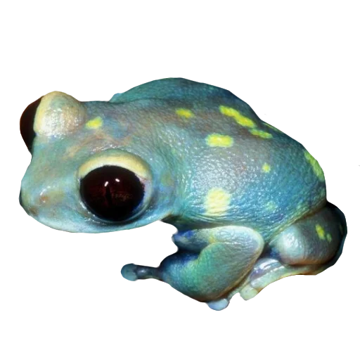 Frogandfrogs 3