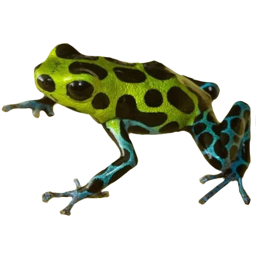 Frogandfrogs 5
