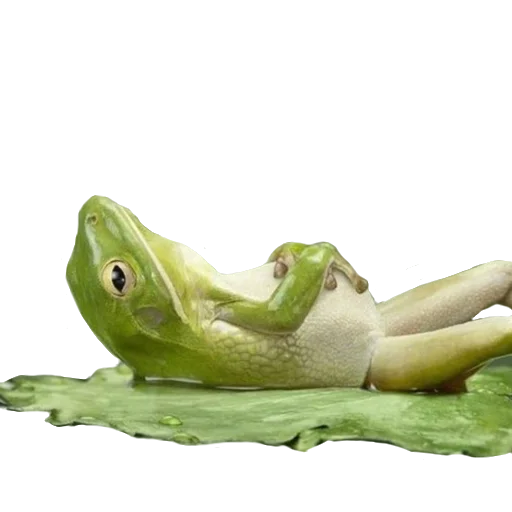 Frogandfrogs 6