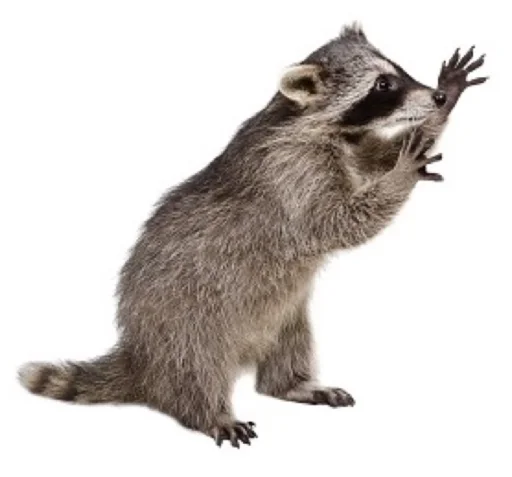 Gordievskyracoons 2