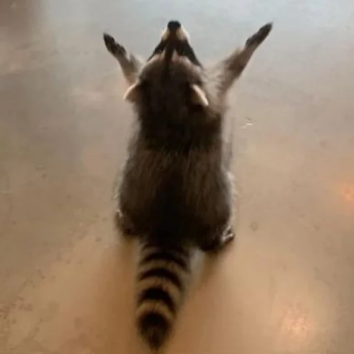 Gordievskyracoons 3