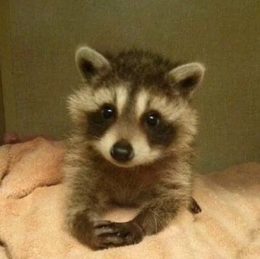 Gordievskyracoons 4