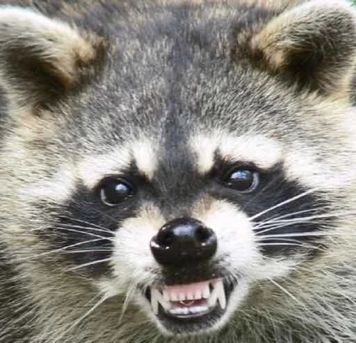 Gordievskyracoons 5