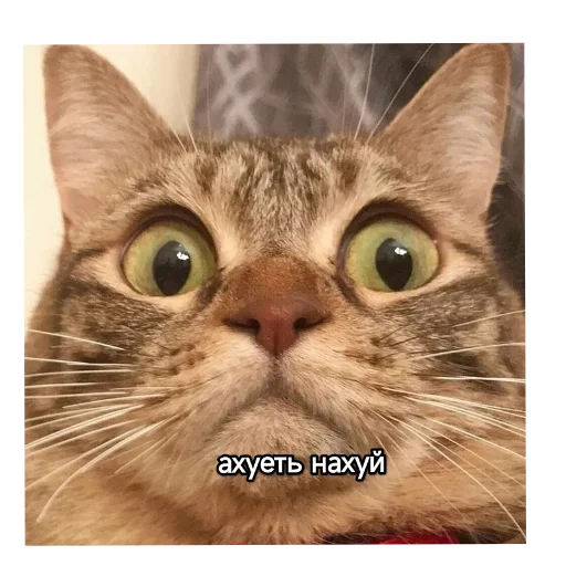 Kotiki_narkotiki25 7