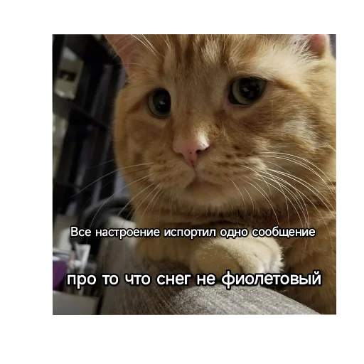 Kotiki_narkotiki25 8