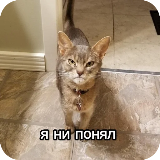 Kotiki_narkotiki25 9