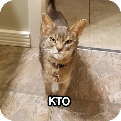 Kotiki_narkotiki25 10